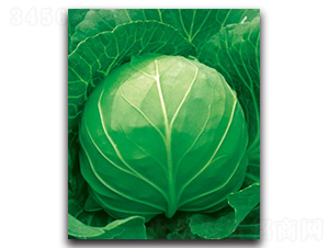 未來055甘藍(lán)-甘藍(lán)種子-科翔種業(yè)