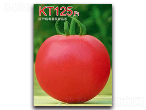 KT125F1-番茄種子-秦皇