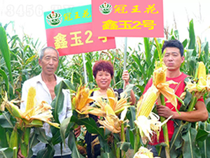 鑫玉2號(hào)-玉米種子-冠王花