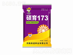 碩育173【4300?！?玉米種子-商道種業(yè)