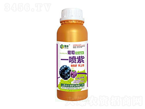 葡萄一噴紫-豐收源
