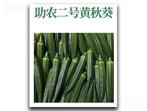 助農(nóng)二號(hào)-黃秋葵種子-文興