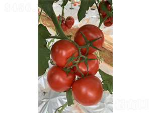 å—å¾·ï¼ˆ1904å¤§ç´…æžœï¼‰-ç•ªèŒ„ç¨®å­-å»£å·žäºžè”¬