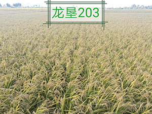 龍墾203-水稻種子-墾豐種業(yè)
