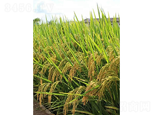 甬優(yōu)4550-水稻種子-鮮美種苗