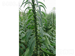 鄂芝5號-芝麻種子-中農(nóng)發(fā)