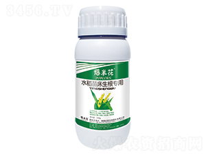 æ°´ç¨»ç”Ÿæ ¹å°ˆç”¨-çˆ†ç±³èŠ±-å„„ç¾Žç”Ÿç‰©