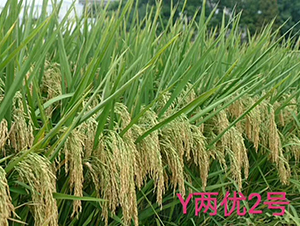 Y兩優(yōu)2號(hào)-水稻種子-袁糧