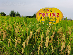 廣泰優(yōu)1002-水稻種子-華茂高科