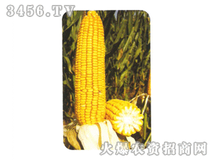 陽光99