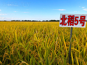 北稻5號(hào)-水稻種子-喬氏種業(yè)