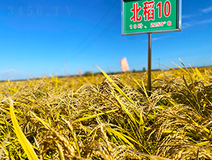 北稻10號(hào)-水稻種子-喬氏種業(yè)