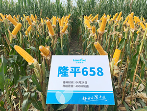 隆平658-玉米種子-三高種業(yè)