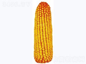 å‰å¾·359-çŽ‰ç±³ç¨®å­-ä½³æ¬£ç¨®æ¥­(yÃ¨)