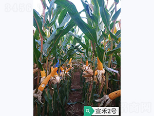 宣禾2號-玉米種子-宣豐種業(yè)