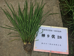 神9優(yōu)28-水稻種子-中一種業(yè)