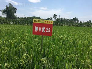 神9優(yōu)25-早熟優(yōu)質(zhì)稻-中一種業(yè)