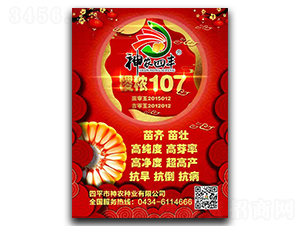 稷秾107-玉米種子-神農種業(yè)