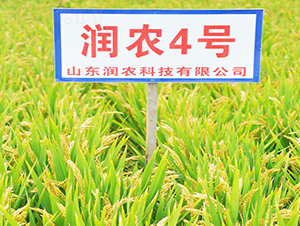 æ½¤è¾²(nÃ³ng)4è™Ÿ-æ°´ç¨»ç¨®å­-æ½¤è¾²(nÃ³ng)ç¨®æ¥­(yÃ¨)