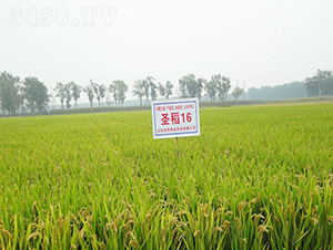 圣稻16-水稻種子-潤(rùn)農(nóng)種業(yè)