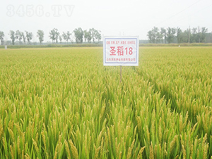 圣稻18-水稻種子-潤農(nóng)種業(yè)