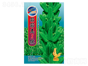 節(jié)節(jié)高1號-芝麻種子-華一種業(yè)