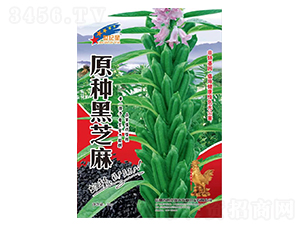 原種黑芝麻-芝麻種子-華一種業(yè)