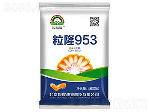 粒隆953-玉米種子-粒粒隆