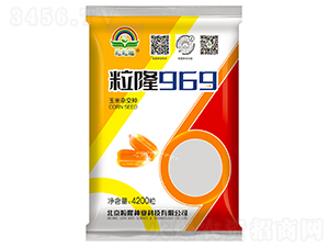 粒隆969-玉米種子-粒粒隆