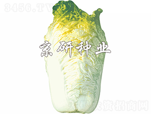 京秋56號-白菜種子-京研種業(yè)