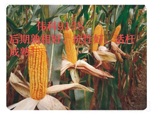 偉科9138-玉米種子-技豐種業(yè)