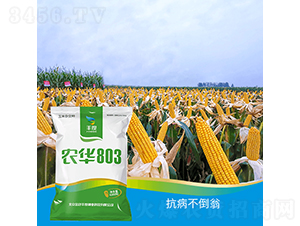 農(nóng)華803-玉米種子-豐度高科