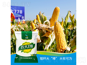 農大778-玉米種子-豐度高科