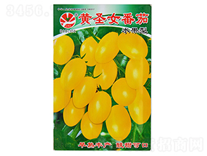 黃圣女番茄（水果型）-番茄種子