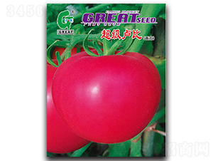 超級(jí)盧比-番茄種子-廣大