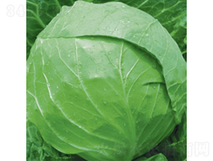 荷蘭綠球7號-甘藍種子-金品農業(yè)