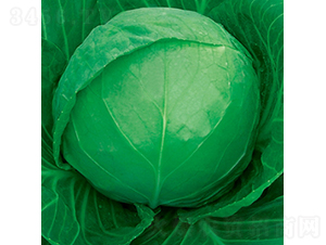 高原翠-甘藍種子-金品農(nóng)業(yè)