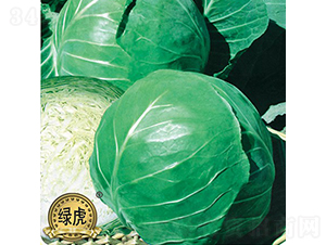 理想-甘藍種子-金品農(nóng)業(yè)