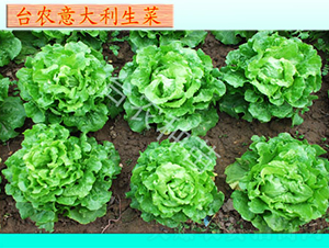 臺農(nóng)意大利生菜-生菜種子-臺農(nóng)種苗