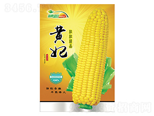 玉米種子-黃妃-科星