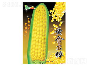 玉米種子-黃金大棒-科星