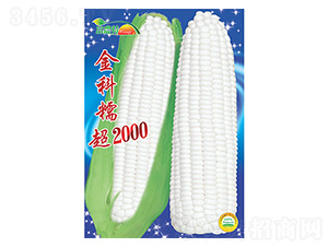 玉米種子-金科糯超2000-科星