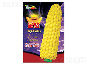 玉米種子-金鉆-科星