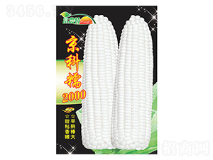 玉米種子-京科糯2000-科星