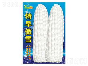 玉米種子-特早傲雪-科星