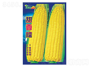 玉米種子-甜香糯-科星