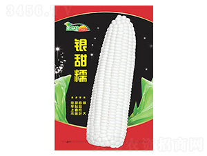 玉米種子-銀甜糯-科星
