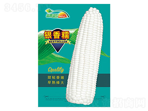 玉米種子-銀香糯-科星