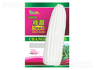 玉米種子-珍甜2000白糯-科星