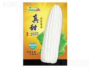 玉米種子-真甜2000-科星